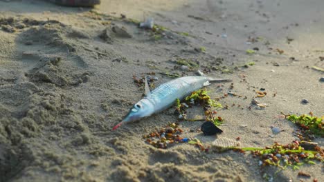 越南達南市沙灘上新捕獲的活魚的近距離拍攝