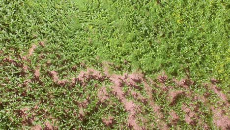 drone footage of farm land