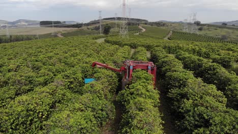 Fruit-harvesting-in-orchard-with-machine-harvester,-fruit-picking