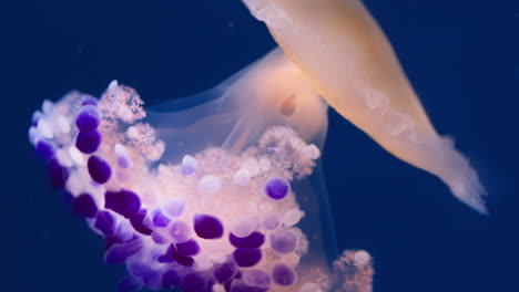 jellyfish slow motion dance