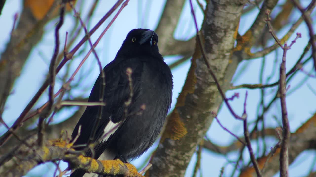 Pied Currawong Perched On Bare Tree Branch Australia, Victoria, Gippsland, Maffra Close Up
