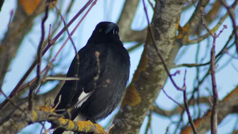 pied currawong perched on bare tree branch australia, victoria, gippsland, maffra close up
