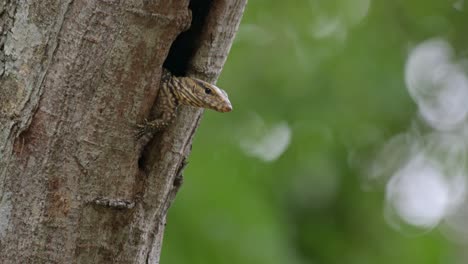 Peeking-out-of-its-burrow-with-a-limb-out-as-it-looks-intensely-towards-the-right,-Clouded-Monitor-Lizard-Varanus-nebulosus,-Thailand