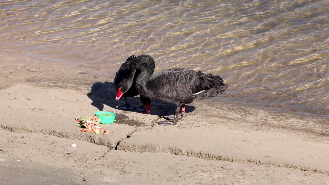 검은 백조 가 물 가장자리 근처 에서 음식 을 먹고 있다