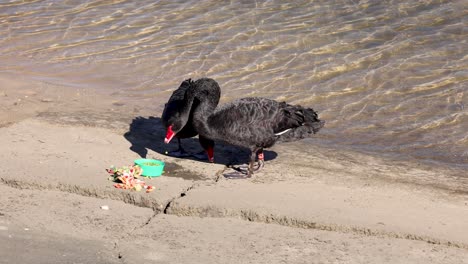 cisne negro comiendo comida cerca de la orilla del agua