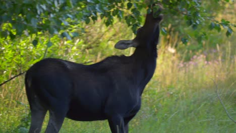 mamá alce comiendo hojas al lado de la carretera en island park, idaho, ee.uu.