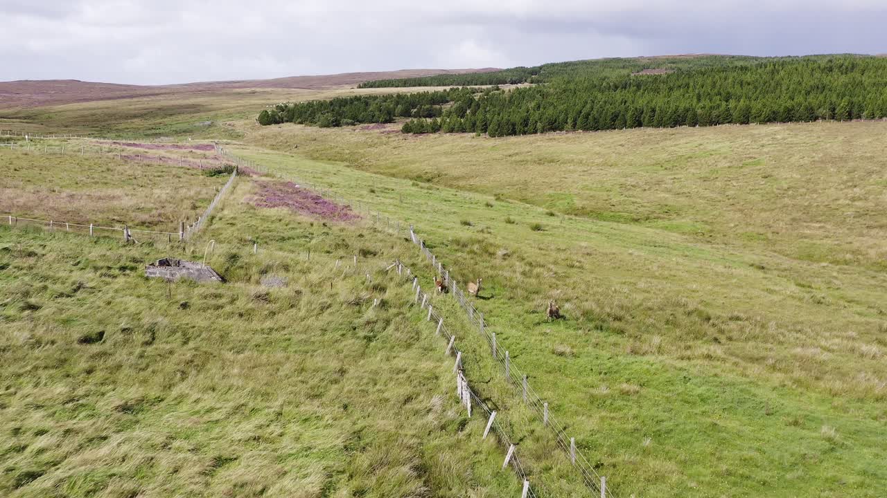 fotografía de un dron de un rebaño de ciervos rojos en el páramo y la turba de la isla de lewis, parte de las hébridas exteriores de escocia