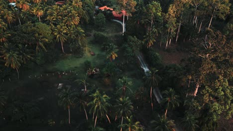 fly over drone shot, tilted, of thai palm tree forest on ko samui