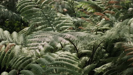 large new zealand black tree ferns blowing in