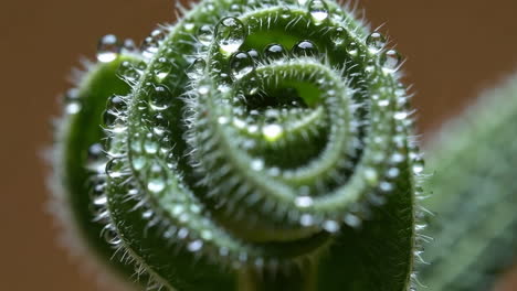 macro shot of a plant shoot with water droplets