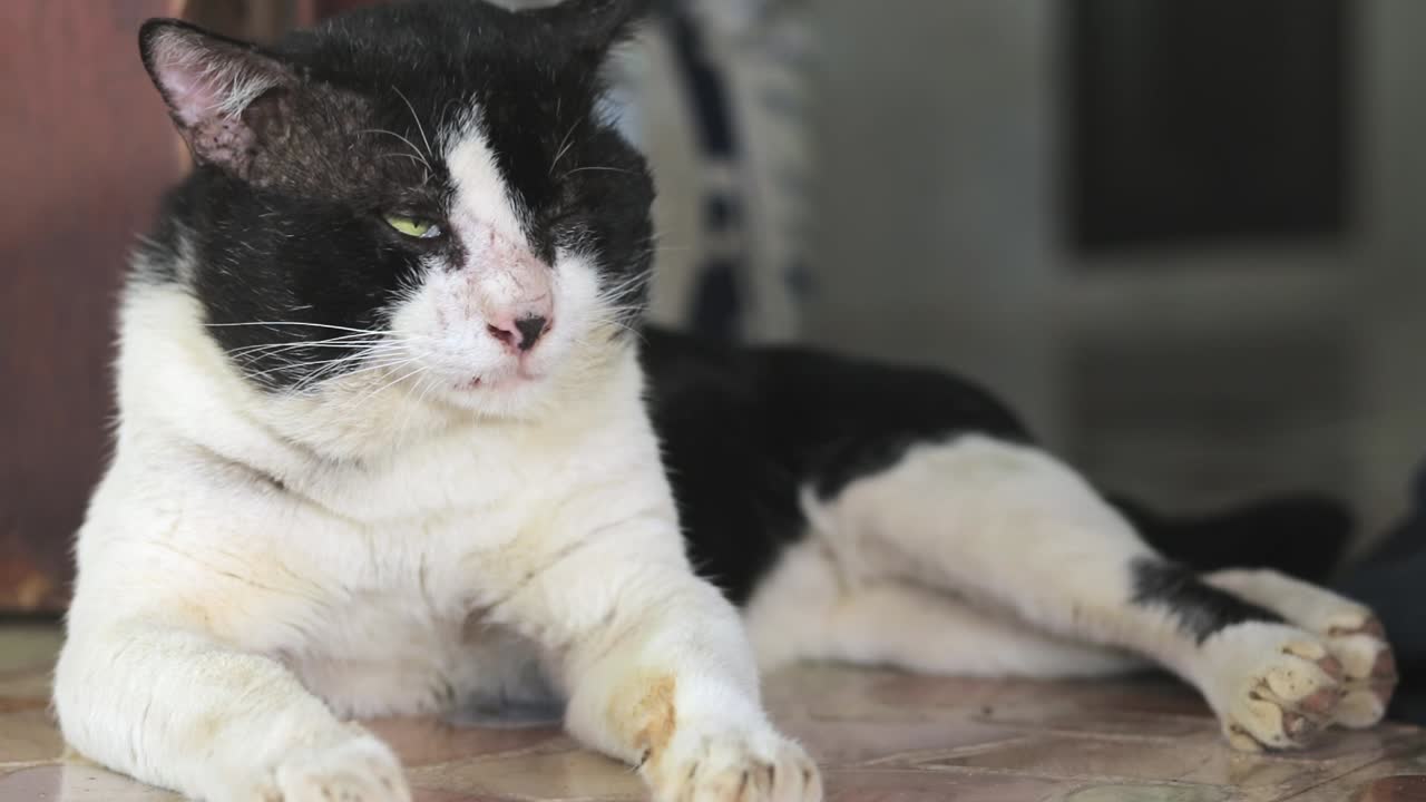 흑백의 졸린 고양이가 눈을 감고 잠들려고 애쓰지만 무언가에 짜증을 낸다