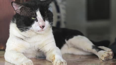 black and white sleepy cat closing his eyes and opening trying to fall asleep but gets irritated by something