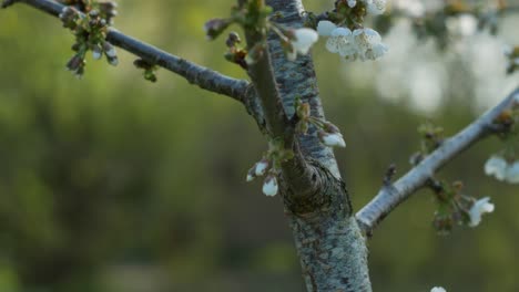 follow cherry tree branches with blooming flowers