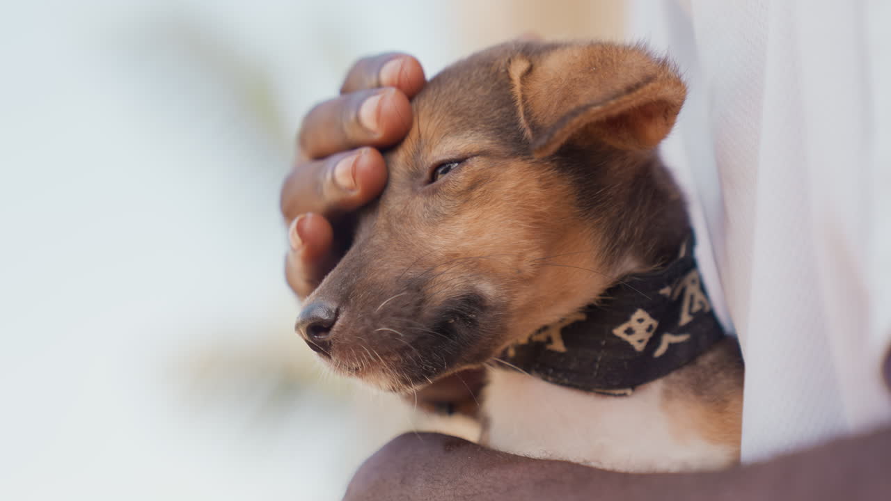 Cão relaxando na costa. Cão tranquilo desfrutando da atmosfera à beira-mar. Cachorro sereno tomando sol e relaxando ao lado do vasto mar. Cão pacífico encontrando relaxamento e contentamento na calma e suave costa do oceano.