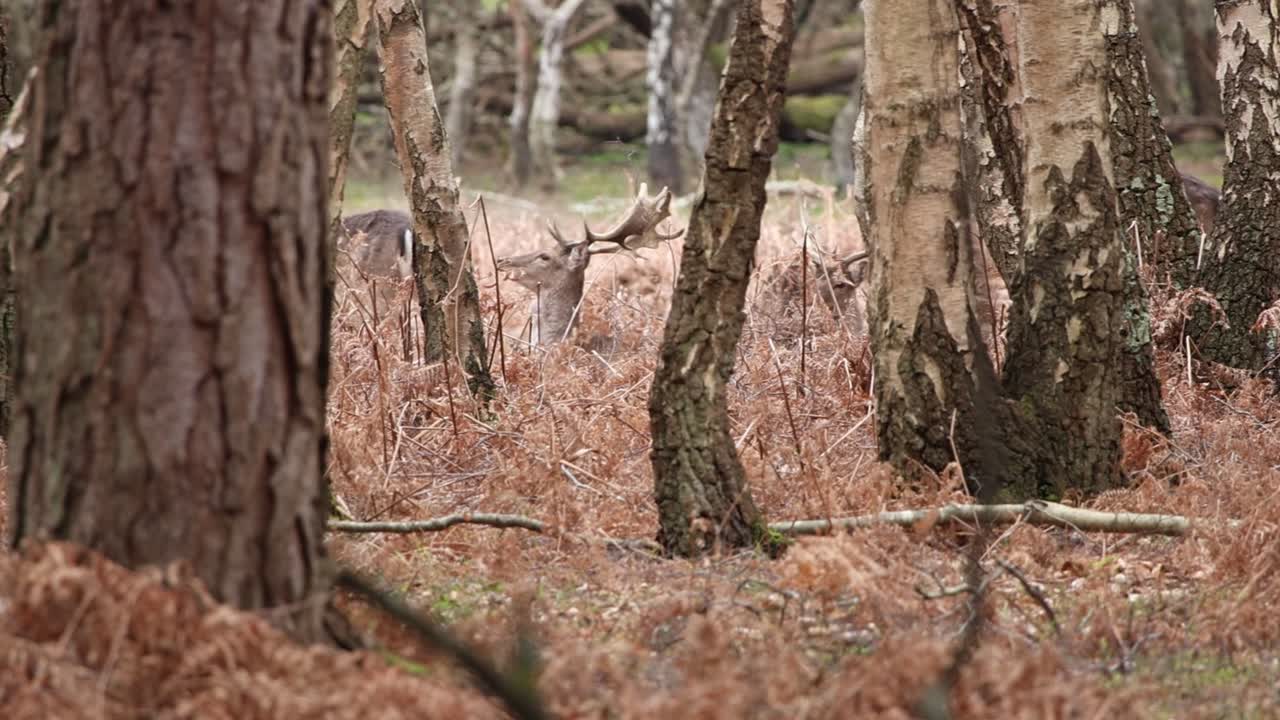 새로운 숲의 사 ⁇  클립 13