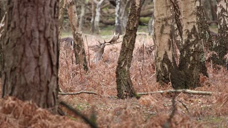 ciervos en el nuevo bosque clip 13