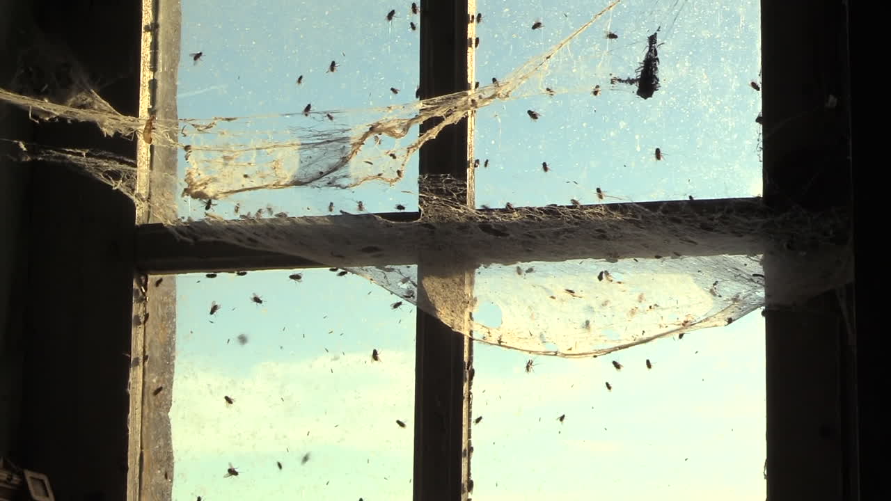 파리는 기어다니며 다락방의 창문에 부히고 아집니다.