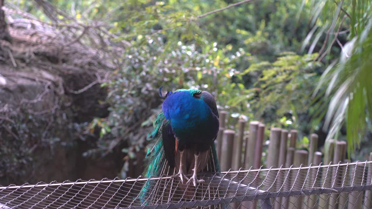 울타리에 공작 서입니다. 몸을 긁는 공작