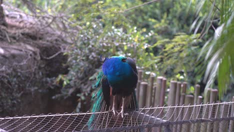 Peacock-standing-in-fence.-Peacock-scratching-himself