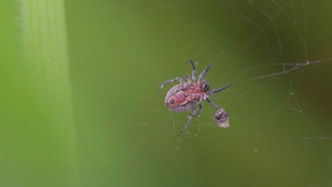 closeup of an alpaida versicolor spider on her web with a prey