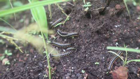 Black-centipedes-nest,-crawling-over-indian-rainforest-floor