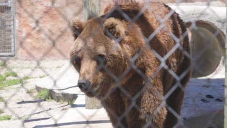 brown grizzly bear pacing in habitat through fence captivity