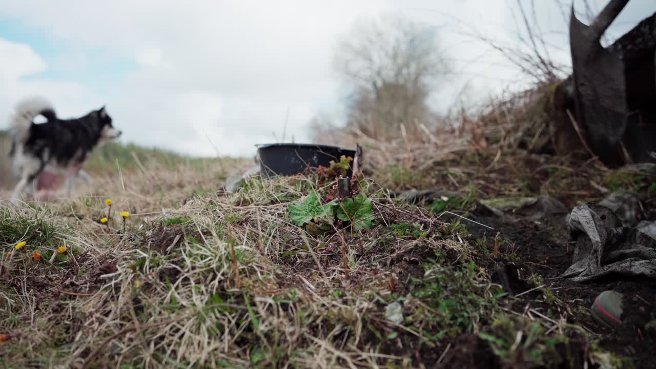 el hombre está cavando tierra con una pala mientras su perro está en el fondo en la granja en indre fosen, condado de trondelag, noruega - toma estática