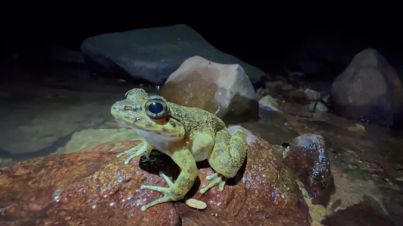 Grandidier's Stream Frog (Mantidactylus grandidieri) sitting on a rock in a small stream. Masoala National Park, Madagascar