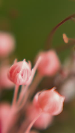 berries and small pink flower buds gathered in bouquet on blurred background extreme close view slow motion. florist service design