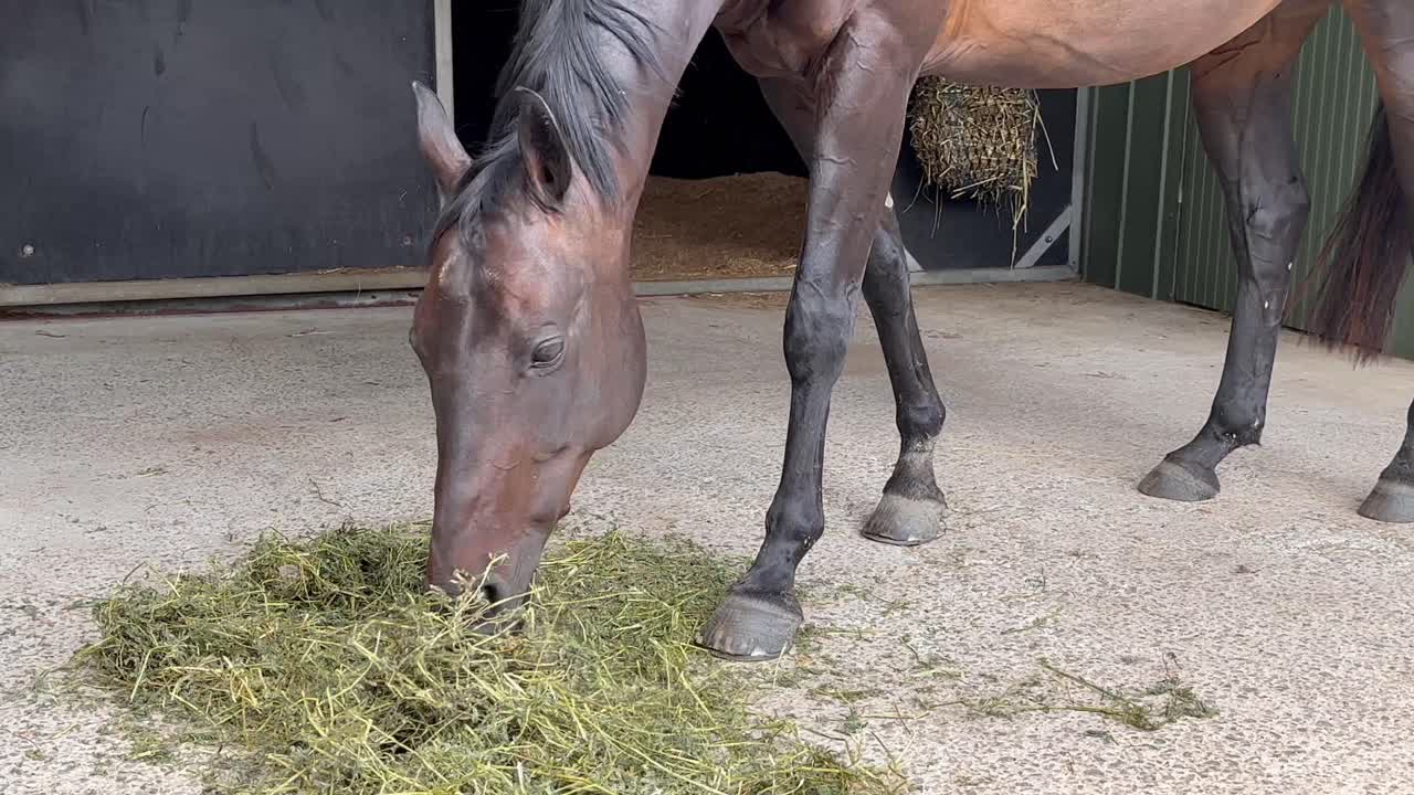Lavt nærbillede af en brun hest, der spiser hø i Queensland, Australien.