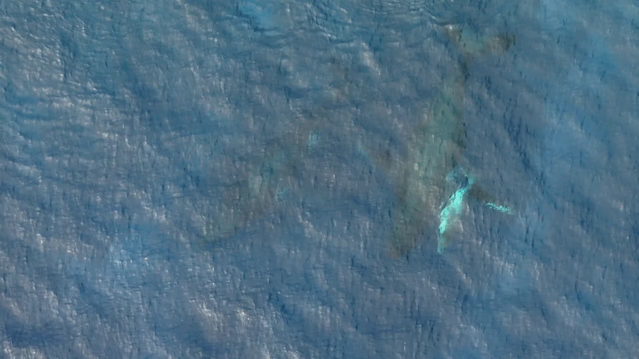 Humpback Whale With Its Calf Swimming Under The Sea At Vavaʻu Island In Tonga
