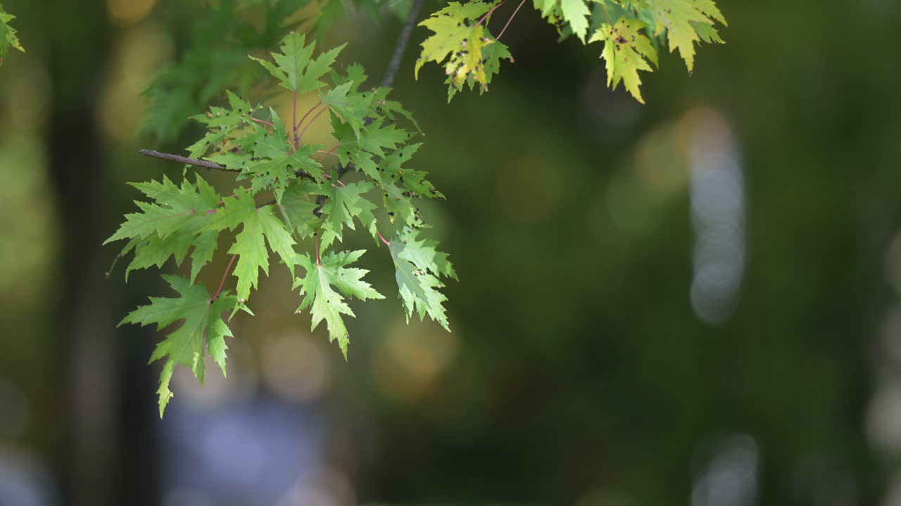 Green maple leaves with soft forest background