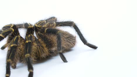 Nahaufnahme-Einer-Vogelspinne-Mit-Goldenem-Knie-Auf-Weißem-Bildschirm