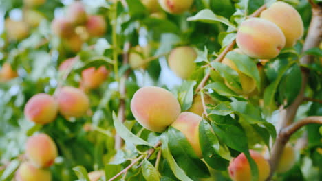 Peaches-Ripen-On-A-Branch