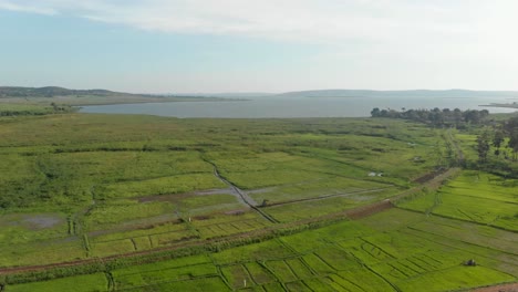 Toma-Aérea-Del-Paisaje-De-Campos-De-Arroz-Al-Borde-Del-Lago-Victoria-En-áfrica