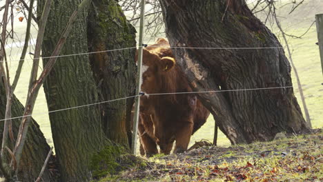 cow standing near electric fence, front closeup head view