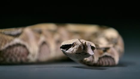 gaboon viper looking around flicking tongue - studio