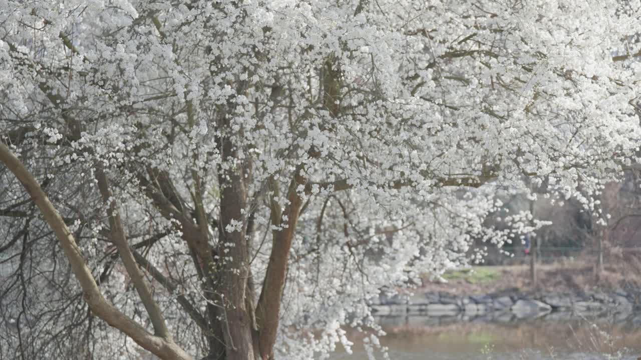 작은 연못의 연안에 있는 체리 나무는 화려하게 꽃을 피우고, 그 활기찬 꽃은 그림 같은 봄 풍경을 만니다.