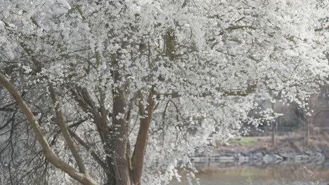 on the bank of a small pond, a cherry tree blooms magnificently, its vibrant flowers creating a picturesque spring scene