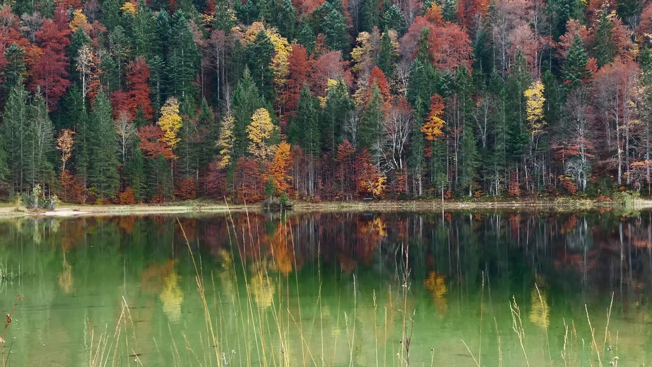 Close up from reed of the Ferchen Lake with the golden autumn forest in the background, very close to the bavarian town of Mittenwald in Germany