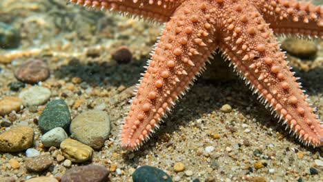 captivating close-up frames of a starfish amidst colorful pebbles on a sandy ocean floor, showcasing its intricate texture and natural beauty beneath water