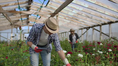 worker with tablet near rose in greenhouse. two beautiful young smiling girl and man worker with tablet near rose in greenhouse. concept