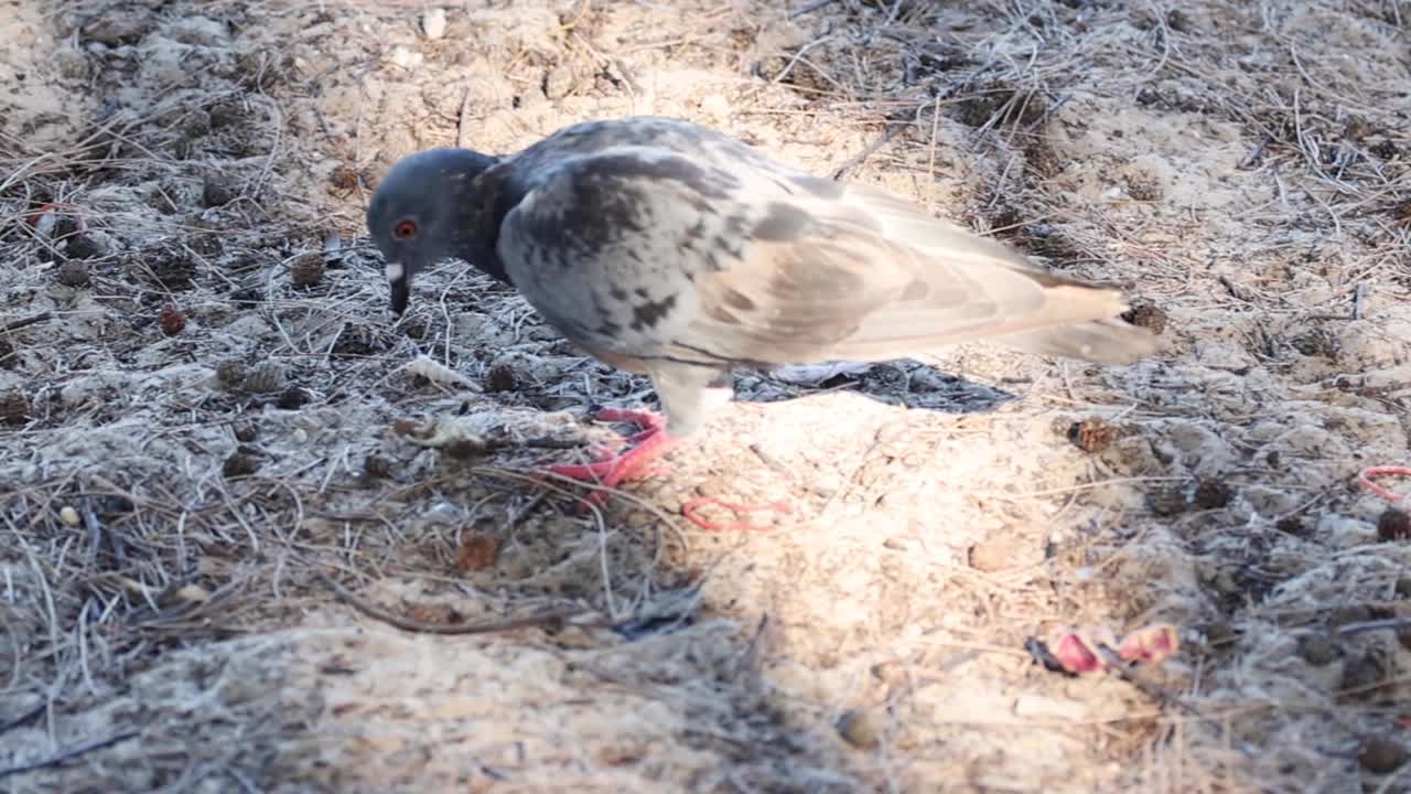 A single pigeon pecks and searches for food on dry, sunlit ground with visible shadows.