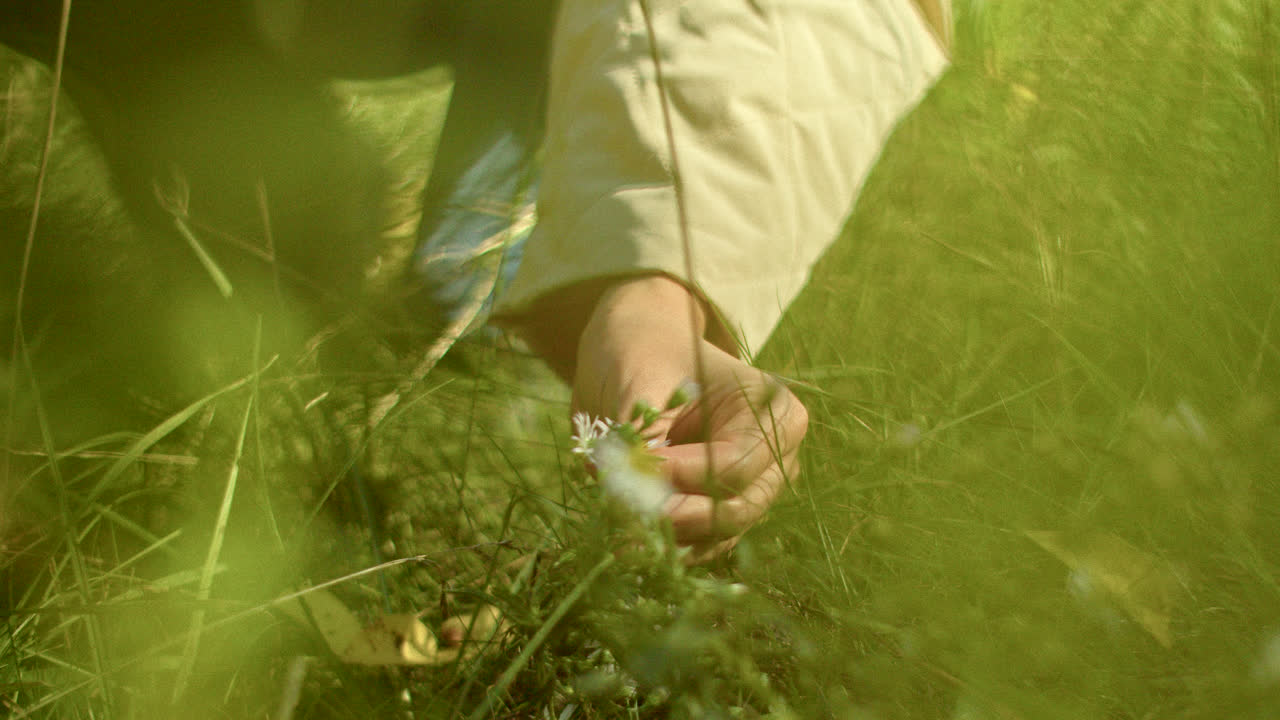 Person picking a flower in a field