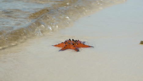 a vibrant orange starfish rests on wet sand as gentle waves lap against the shore