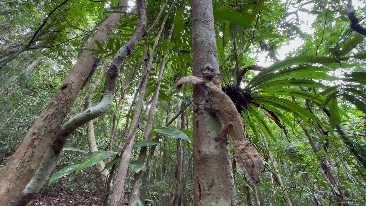 Madagaskar'da bir ağacın üzerindeki kamuflaj ustası dev yaprak kuyruklu kertenkele (Uroplatus giganteus).