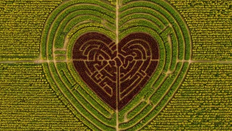 aerial view of a heart-shaped maze nestled among vibrant green and yellow fields, showcasing intricate pathways and a unique love symbol in nature