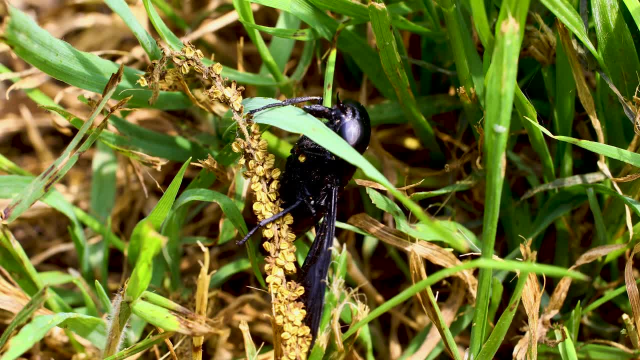 Static macro video of Black Horse Fly (Tabanus atratus)