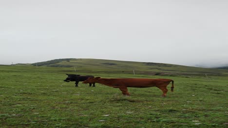 cows grazing in a mountain meadow