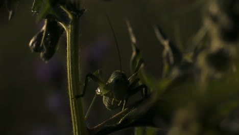 grasshopper on a plant stem